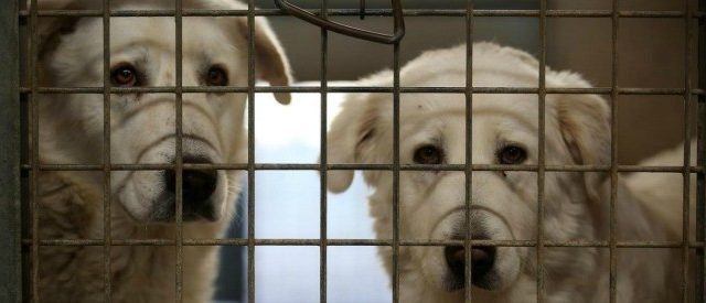 Cronaca: 46 cani rinchiusi in gabbie arrugginite e senza acqua, liberati dai carabinieri