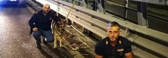 Cronaca: due cani legai al guardrail, ragazza chiama la polizia e li salva