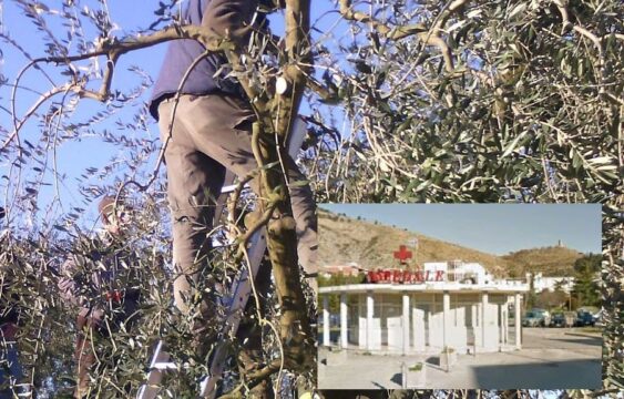 Cronaca: cade dall’albero  mentre raccoglie le olive e muore