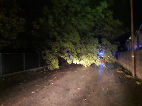 Cervinara: cade un altro albero nei pressi del cimitero
