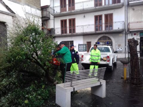 Cervinara: vento forte, abbattuto un albero in piazza Municipio