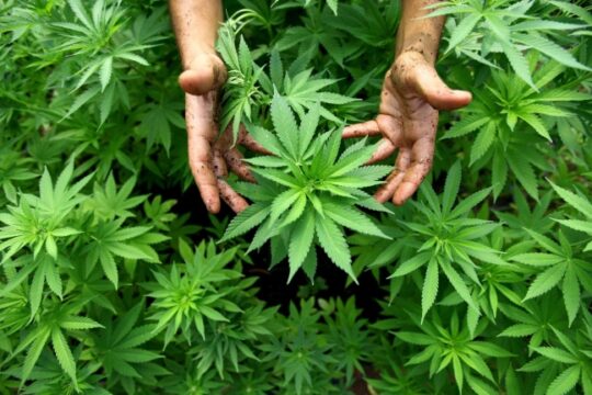 Cronaca: nascondeva 100 grammi di marijuana, 23enne in arresto