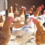 Valle Caudina: i polli di Cervinara mettono in fuga i ladri