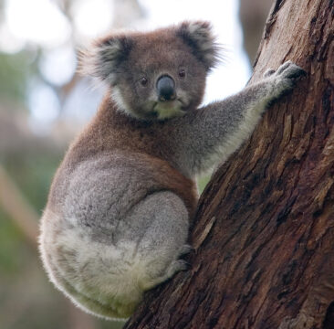 Cervinara: l’istituto Francesco De Sanctis adotta tre koala