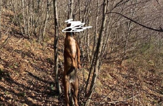 Cronaca: un cane impiccato  ad un albero, una crudelatà inaudita
