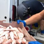 Cronaca: 70 kg di pesce sequestrato