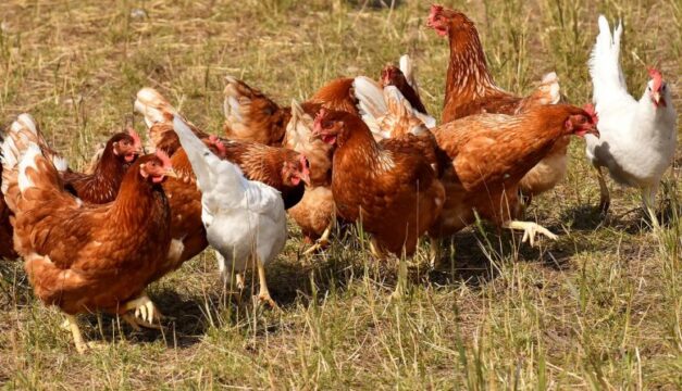 Valle Caudina: salmonella in un’azienda avicola, abbattute 1100 galline e distrutte 54900 uova