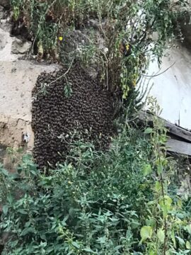 Cronaca: rimosso un gigantesco alveare di cinquemila api