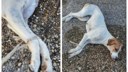 Zampe legate e “buttata” nel cimitero: incubo per una cagnolina ad Arpaise