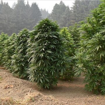 Padre e figlia coltivano una piantagione di cannabis indica, scoperti dai carabinieri