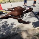 Cavallo muore per il caldo nella Reggia di Caserta