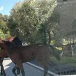 Cavallo travolge l’auto di un cervinarese, morto l’animale nell’impatto
