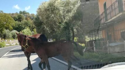 Cavallo travolge l'auto di un cervinarese, morto l'animale nell'impatto