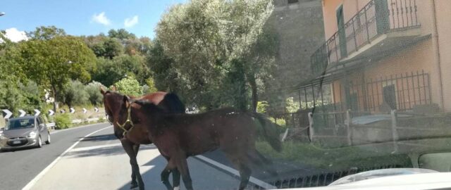 Cavallo al galoppo lungo l’Appia ad Arpaia