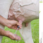 Allevatori positivi, scatta la solidarietà contadina per mungere le mucche