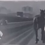 Il galoppo del cavallo in autostrada
