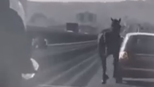 Il galoppo del cavallo in autostrada