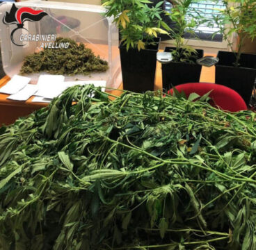 Cervinara: coltivava cannabis, 37enne in arresto