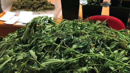 Cervinara: coltivava cannabis,37enne in arresto