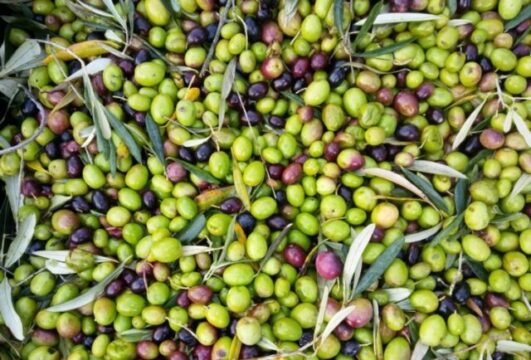 Incendio Airola, via libera per la raccolta delle olive