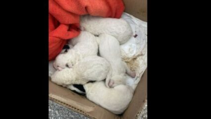 8 cuccioli gettati nell'immondizia
