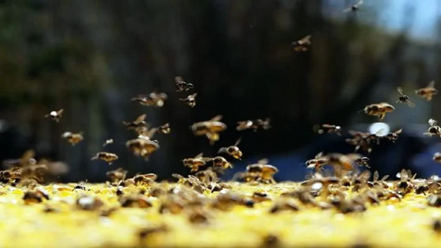 Ucciso da uno sciame di api e calabroni