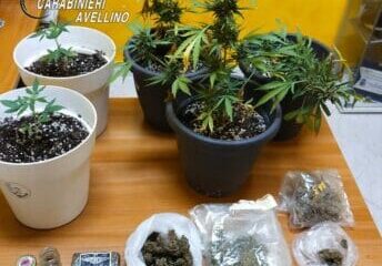 44enne in arresto, trovato in possesso di piante di maijuana