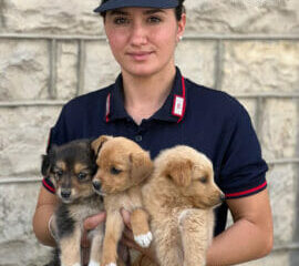 I carabinieri forestali salvano tre cagnolini abbandonati in un cartone
