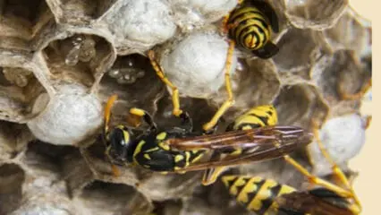 Agricoltore attaccato dalle vespe, muore in pochi secondi