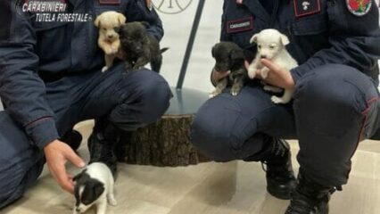 I carabinieri salvano cinque cuccioli di cani