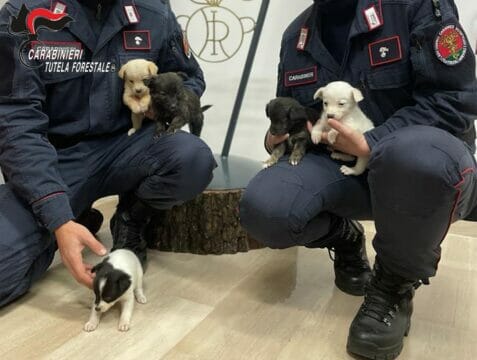 I carabinieri salvano cinque cuccioli di cani