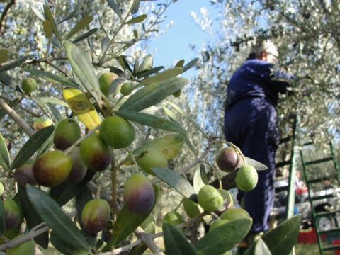 Muore mentre raccoglie le olive