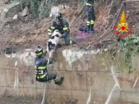 Cane cade in una vasca di acqua profonda sei metri, salvato dai vigili del fuoco