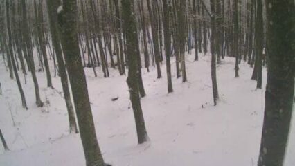 Valle Caudina: cadono i primi fiocchi di neve con le temperature a picco
