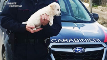 I carabinieri forestali salvano un cucciolo di maremmano