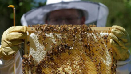 81enne assalito dalle api muore per choc anafilattico