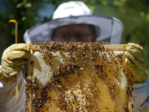 81enne assalito dalle api muore per choc anafilattico