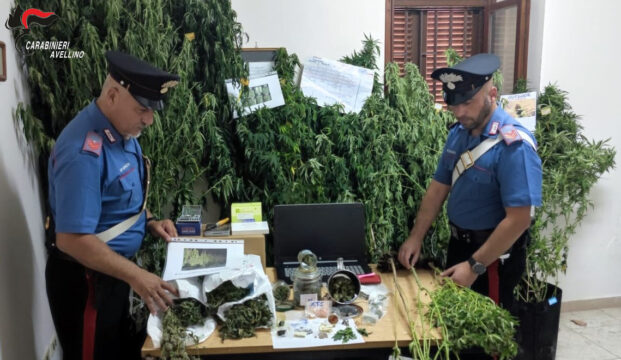 Carabinieri scoprono piantagione di marijuana: arrestato un 61enne