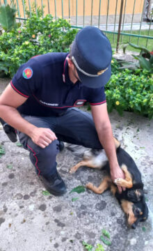 I Carabinieri smascherano attività illecite a danno degli animali