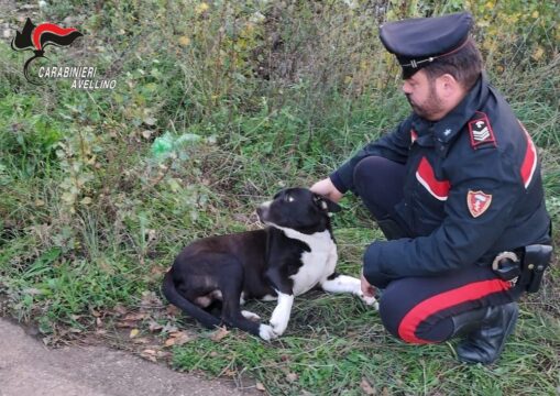 Aquilonia: i carabinieri salvano la vita ad un cane meticcio