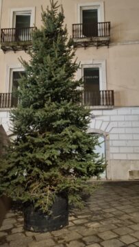 Benevento: la comunità montana del fortore dona un albero di Natale alla Croce Rossa