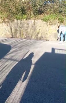 San Martino: cinghiale si scontra con due cani davanti alle scuole