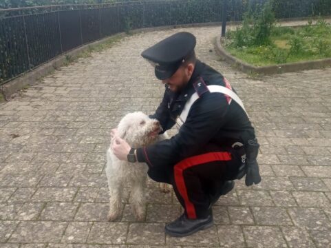 Santa Paolina: i carabinieri ritrovano Ciro, cucciolo di Lagotto Romagnolo rubato lo scorso 24 dicembre