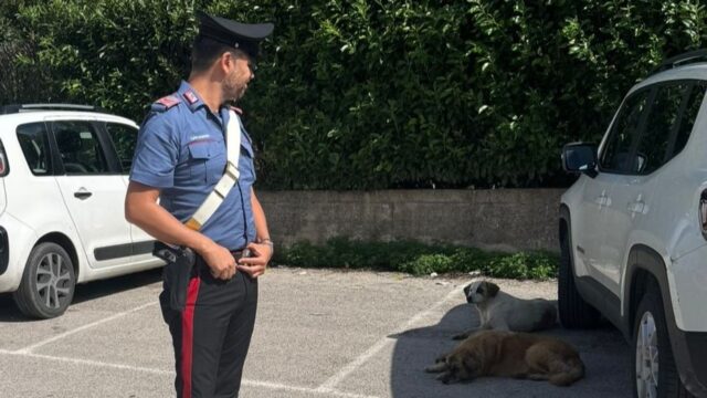 40enne denunciato per aver abbandonato tre cani