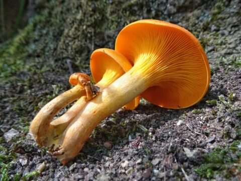 Cinque casi di intossicazione dei funghi in provincia di Avellino