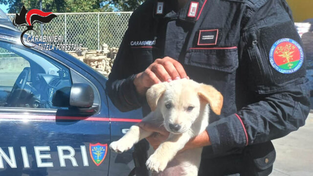 Scoperto un traffico illecito di animali da compagnia