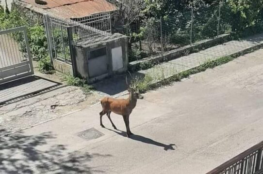 Cervinara: cervo abbattuto dai bracconieri?  Sindaco e assessore all’ambiente facciano chiarezza