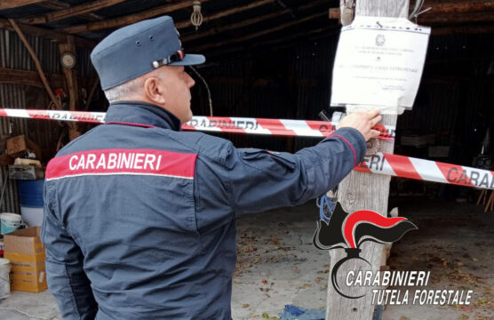 I carabinieri forestali sequestrano un’azienda di lavorazione del legno