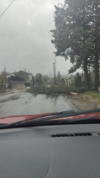 Valle Caudina: albero abbattuto dal vento forte, rami pericolosi lungo la scorrimento veloce