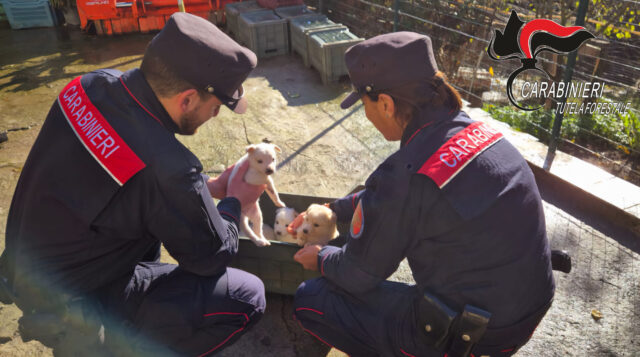 I carabinieri forestali mettono in salvo 15 cani adulti e 4 cuccioli